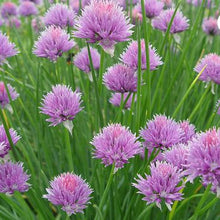 Load image into Gallery viewer, Traditional product